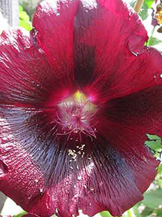 hollyhock